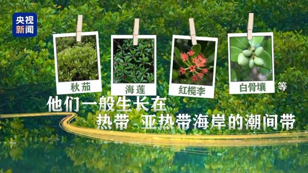 融证通 稀稀疏疏→郁郁葱葱 他们守护“海岸卫士”再造“海上森林”
